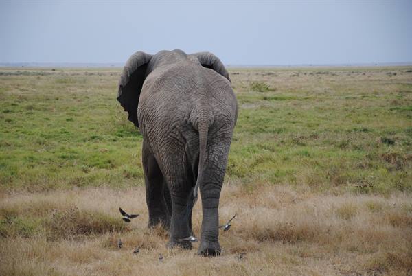 Elefanti all'Amboseli