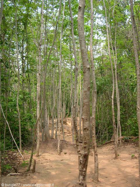 22 - Kbal Spean - giungla