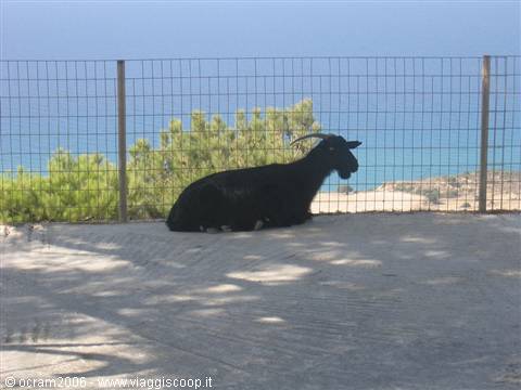 una capretta riparata all'ombra