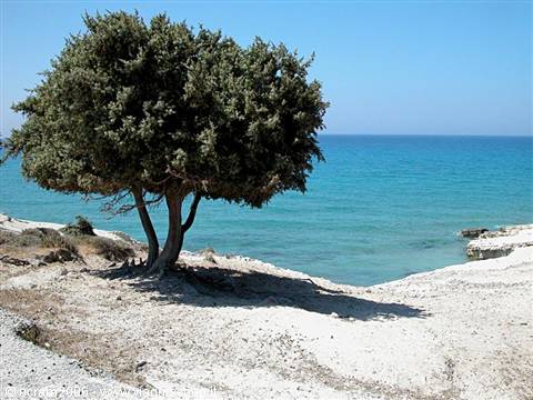 agios thelogos beach