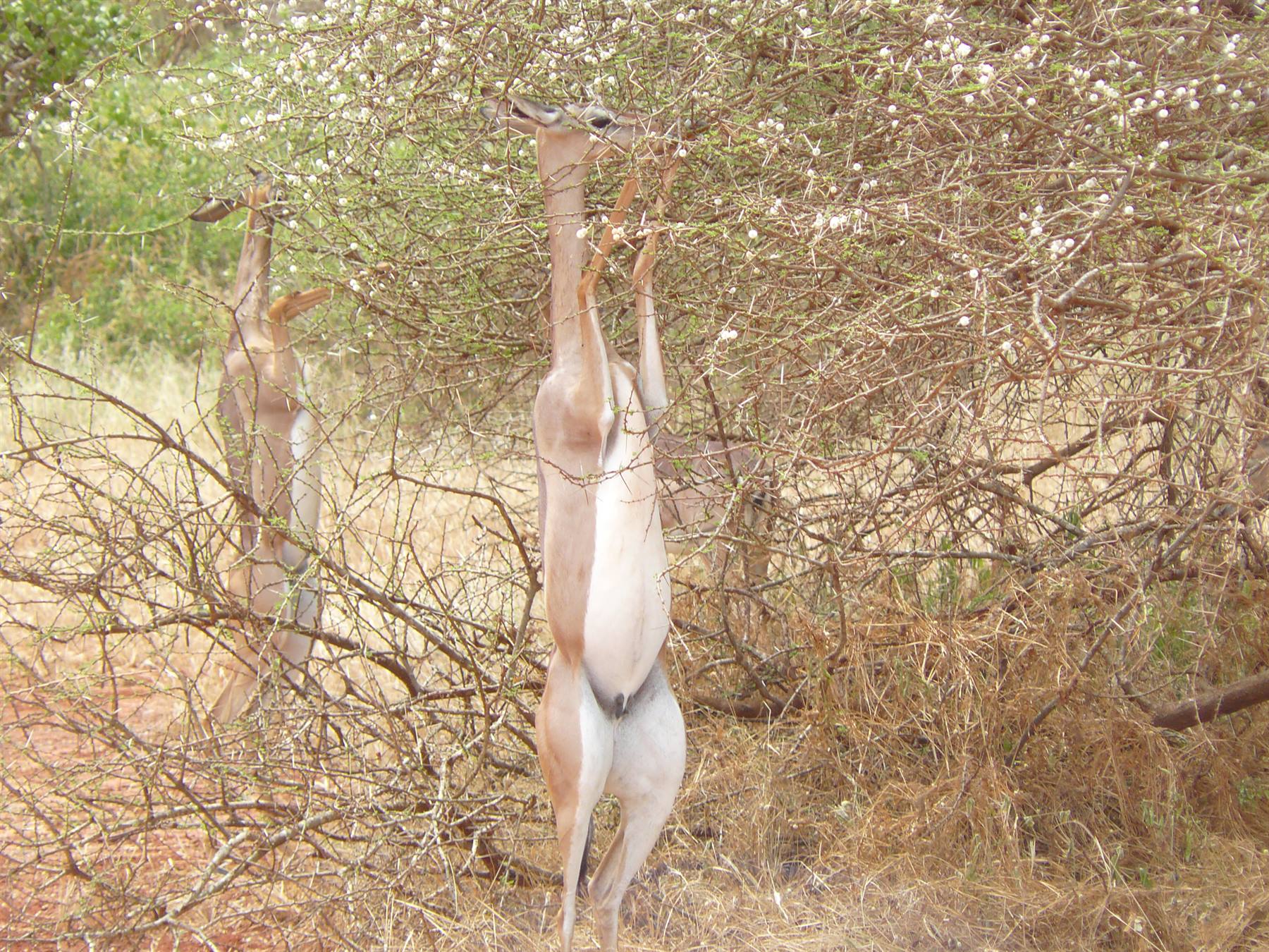 Foto di viaggio in KENYA