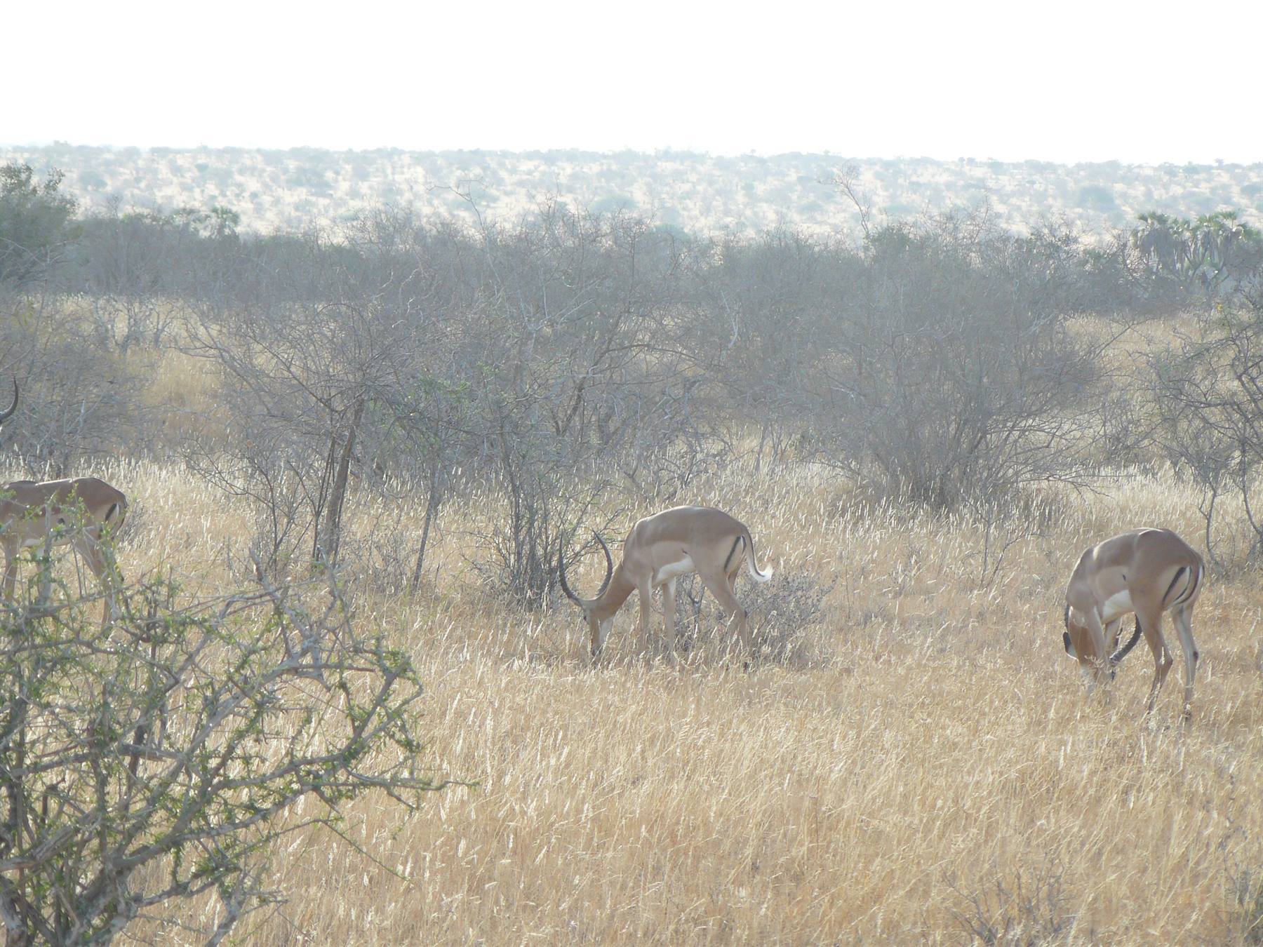Foto di viaggio in KENYA