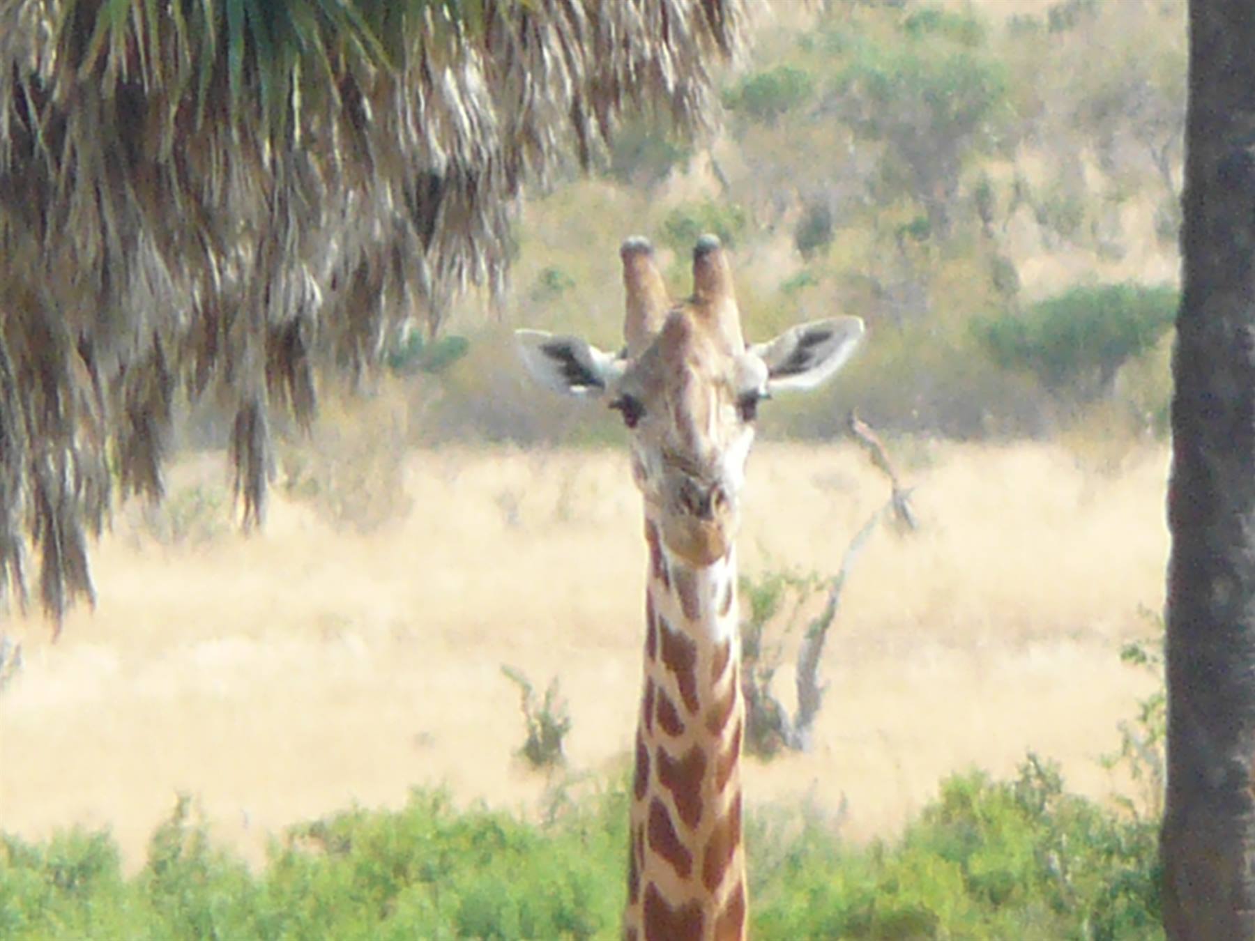 Foto di viaggio in KENYA