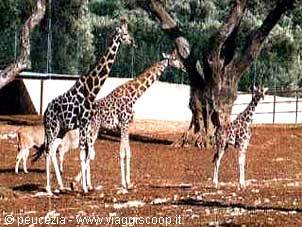 altri abitanti dello zoo a passeggio