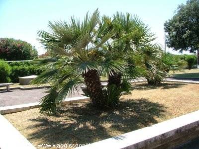 il Forte..dei MARMI