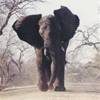 l'elefante che insegue la nostra jeep... SUD AFRICA 