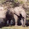 bellissimo esemplare... SUD AFRICA 