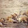 drink in compagnia.... SUD AFRICA 