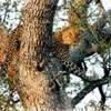 leopardo femmina.... SUD AFRICA 