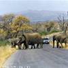attraversamento nel Kruger.... SUD AFRICA 
