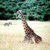 ...anche loro si stancano..... SUD AFRICA 
