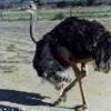 struzzo maschio SUD AFRICA 