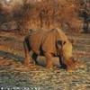 Rhino ... baby SUD AFRICA 