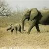 corsa nella savana..... SUD AFRICA 