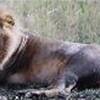 mio fratello...leo SUD AFRICA 