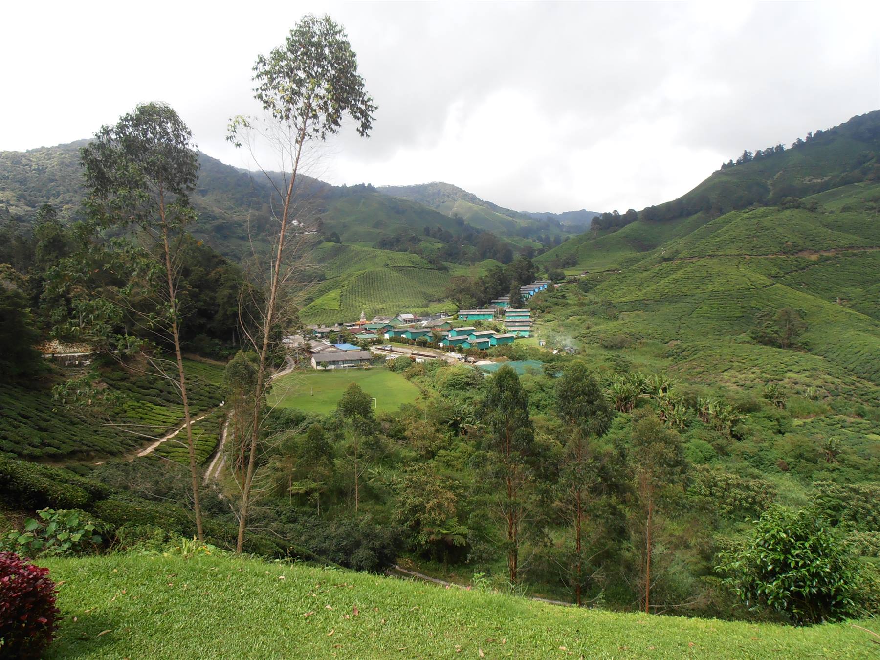 piantagioni di te a Cameron Highlands, Malesia