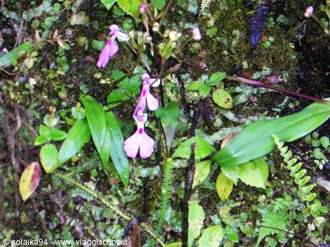 Parco Ranomafana, piccole orchidee