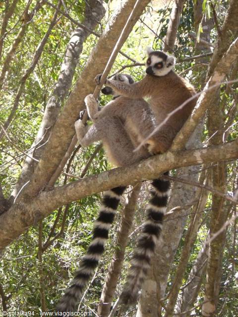 Parco dell' Isalo, coppia di lemuri