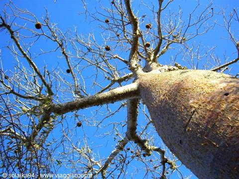 Ifaty, giardino dei Baobab