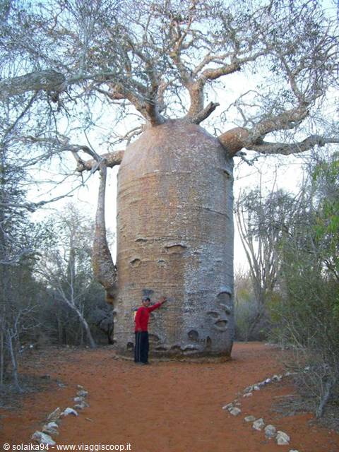 Ifaty, giardino dei Baobab