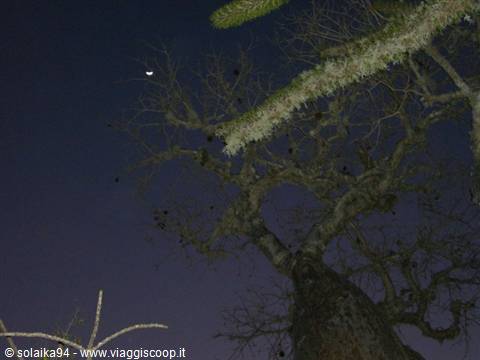Ifaty, giardino dei Baobab
