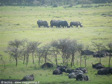 kENYA NAKURU MASAI MARA AMBOSELI TSAVO OVEST E EST CON IN2KENYA GIOVANNI-PARTE 1
