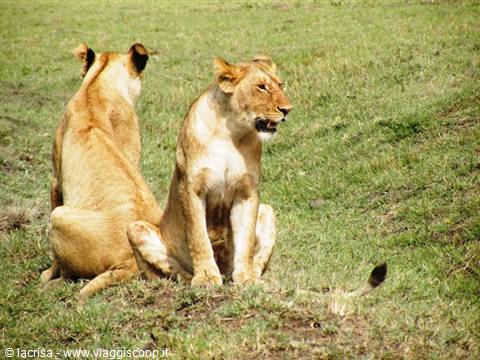 LEONESSE
