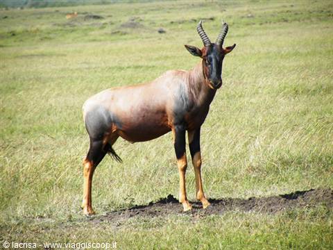 KENYA NAKURU MASAI MARA AMBOSELI TSAVO OVEST E EST CON IN2KENYA GIOVANNI -PARTE 3