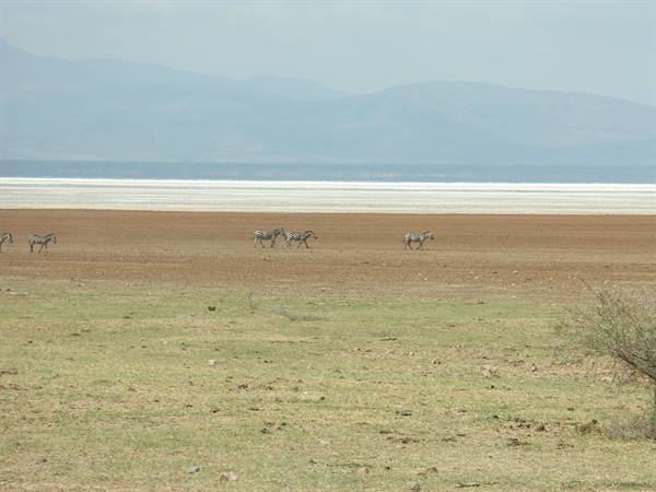 Riva del Lago Manyara
