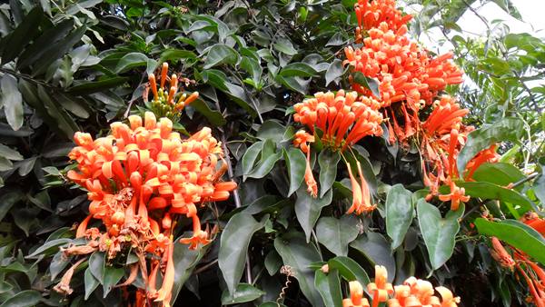 Fiori