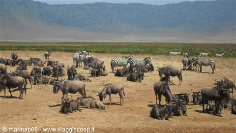 Zebre e gnu
