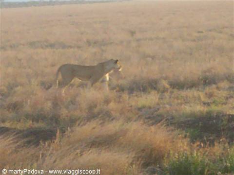 leone