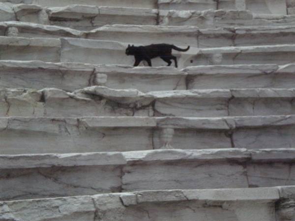 Gatto nero a Philippopolis (Plovdiv)