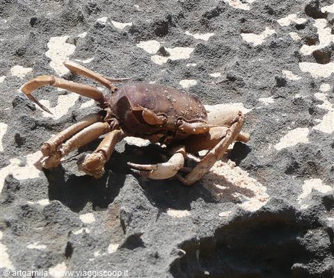 Fossile di granchio.. perfettamente intatto!