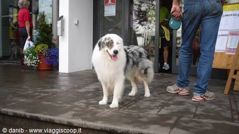 cane ad Ortisei