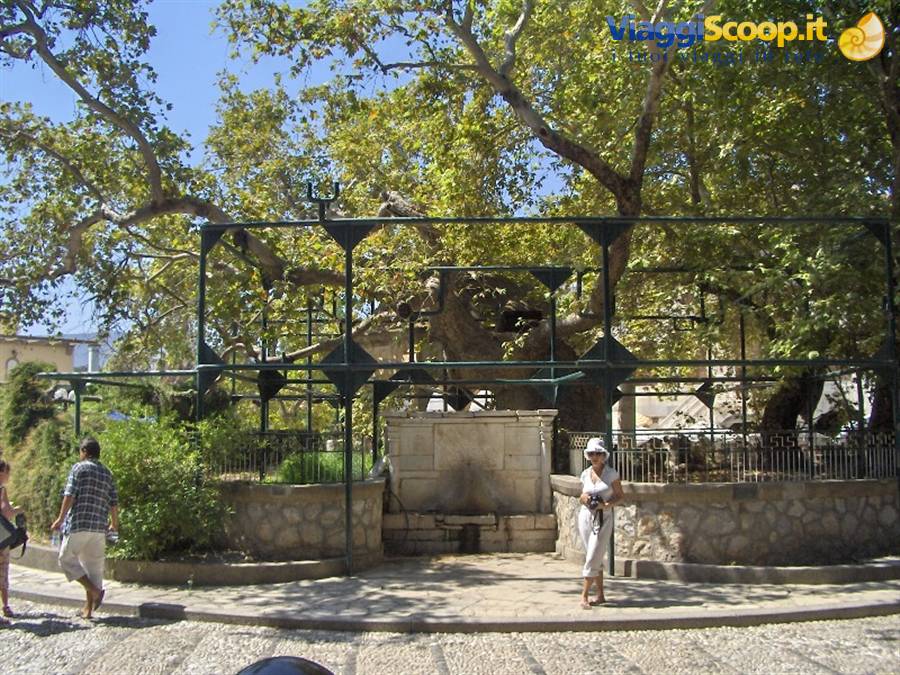 il celebre Albero di Ippocrate
