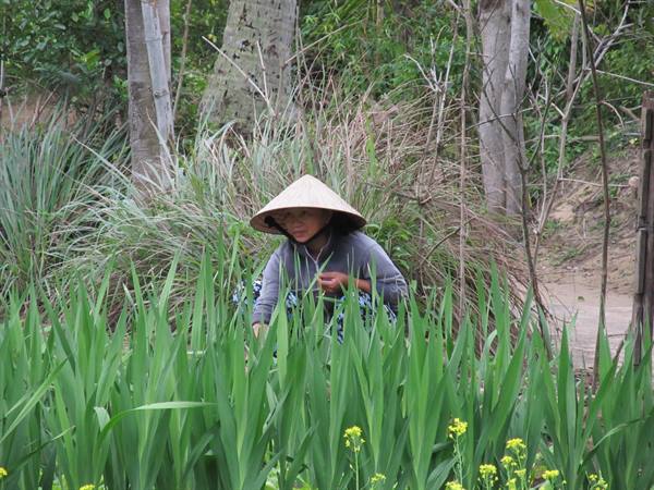 Hoi An - Campagna vietnamita