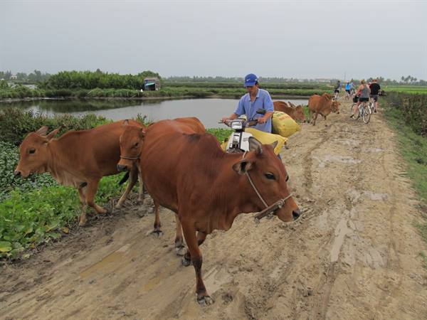 Hoi An - Campagna vietnamita