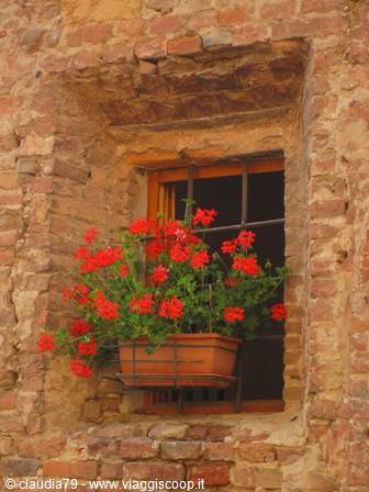 Primavera in Toscana: davanzali in fiore a Certaldo Alto (FI)