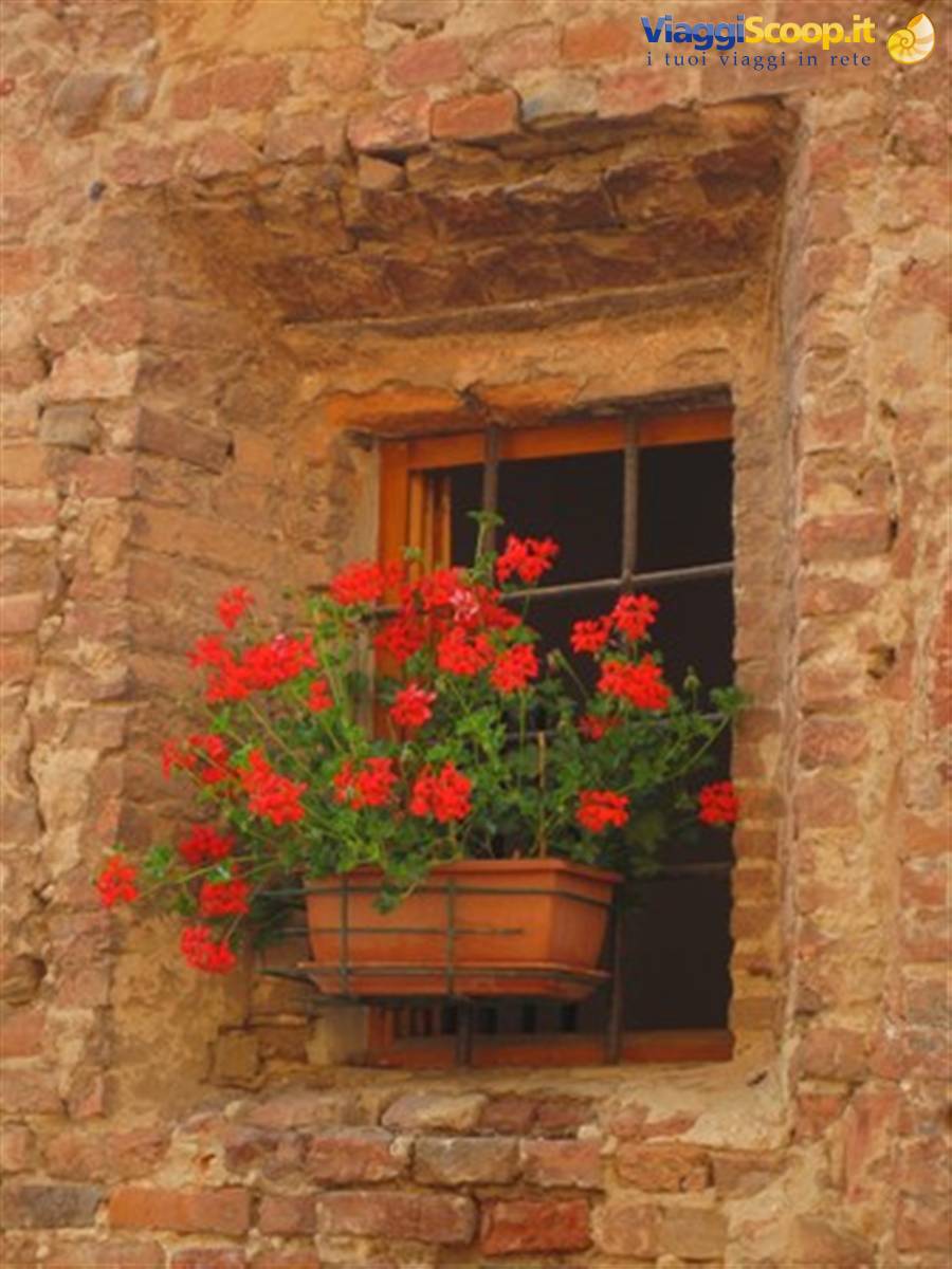 Primavera in Toscana: davanzali in fiore a Certaldo Alto (FI)