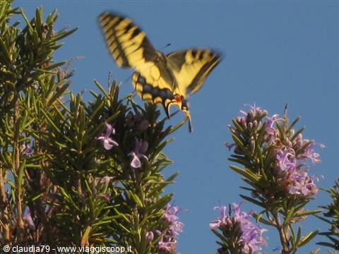 Farfalla in volo sul rosmarino al Parco di Canonica di Certaldo (FI). Primavera in Toscana