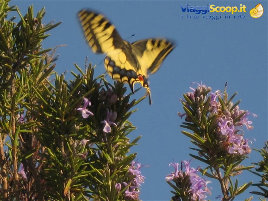 Farfalla in volo sul rosmarino al Parco di Canonica di Certaldo (FI). Primavera in Toscana