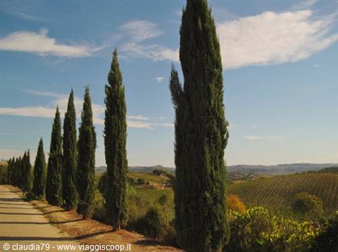 Castelli e borghi medievali in Toscana, i cipressi all'entrata di Certaldo Alto (FI)