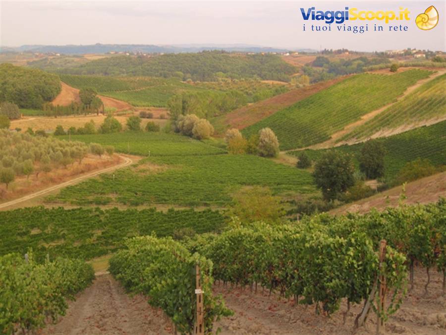 Campagna toscana, le viti di Chianti a Certaldo Alto (FI) Settembre in Toscana