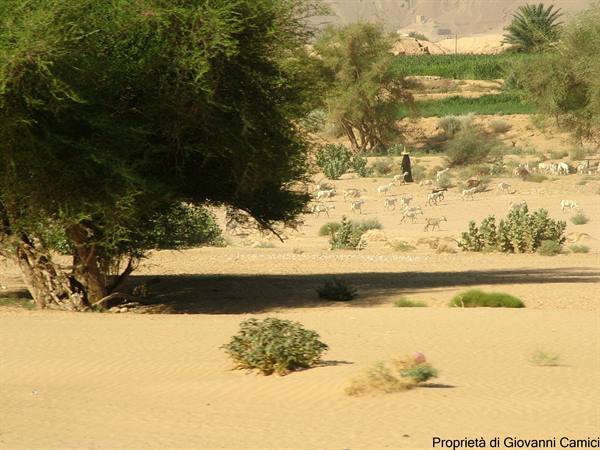 HADRAMAWT