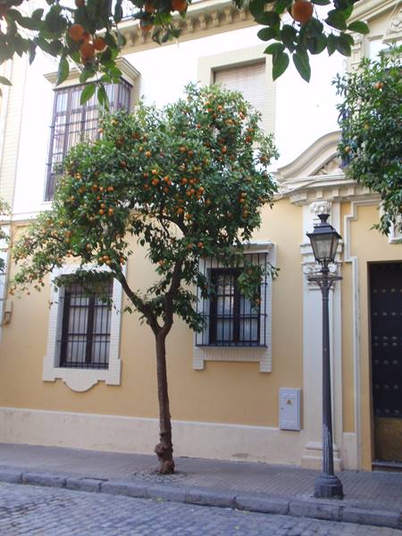 barrio Santa Cruz