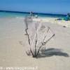 cayo arena repubblica domonicana sosua 2 REPUBBLICA DOMINICANA 