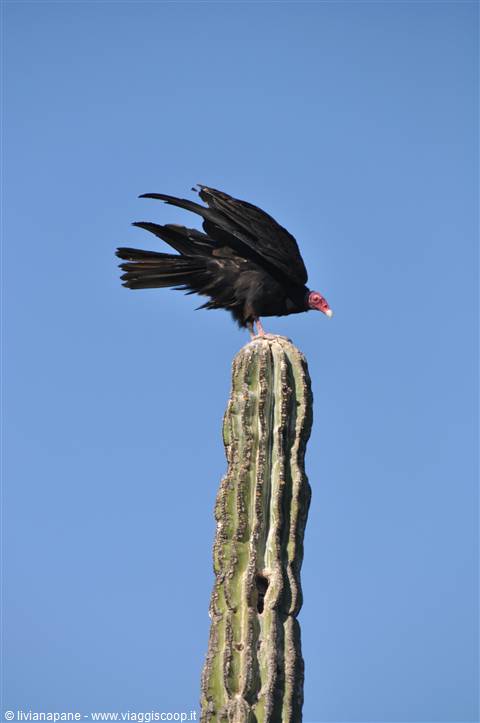 LORETO- CACTUS GIGANTI