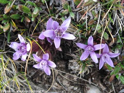 Violette