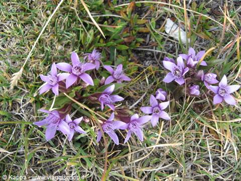 Violette